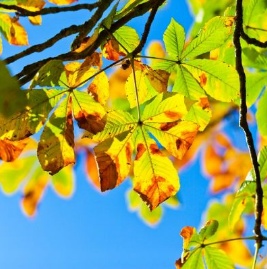 На зелень или парк